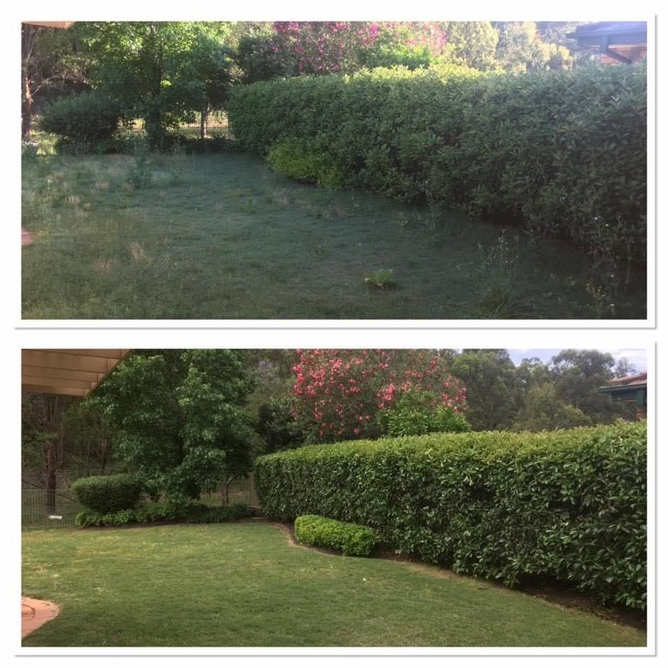 Hedge cutting before and after in Bristol